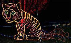 The lighted tiger cub graces the view of those who eat at HolidayLights, an annual event held by the California Living Museum. The event will go on every night through Dec. 30.